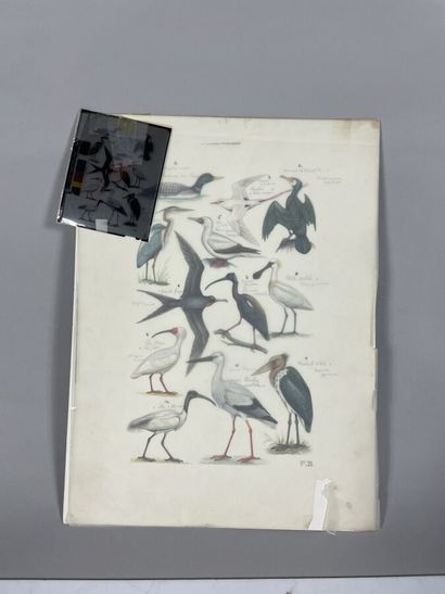 null Paul Barruel
Plate representing waders or Ciconiidae
Monogrammed on the right...