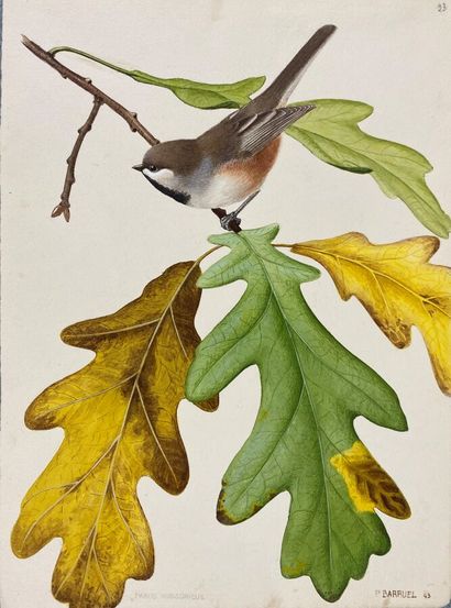 null Paul Barruel
"Brown-capped Chickadee" or "Poecile hudsonicus
Watercolor signed...