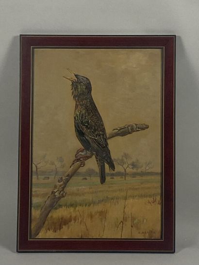 null MERITE Edouard Paul (1867-1941)
"Starling in the air".
Oil on cardboard signed...