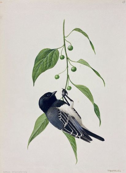 null Paul Barruel
"Stripe-bellied Chickadee" or "Parus fasciiventer
Watercolor on...