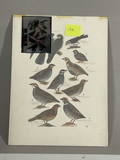 null Paul Barruel
Planche représentant divers oiseaux dont perdrix
Monogrammée à...