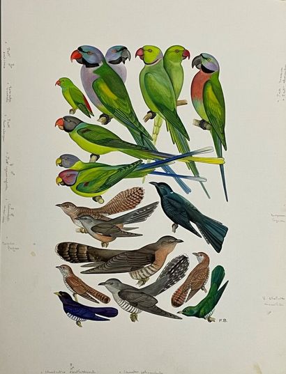 null Paul Barruel
Planche représentant divers oiseaux dont Perruches
Monogrammée...