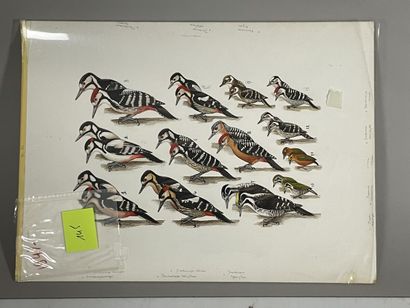 null Paul Barruel
Plate representing Woodpeckers (Picidae)
Monogrammed on the right...