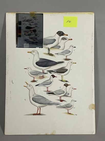 null Paul Barruel
Plate representing various birds including seagulls and goelands
Monogrammed...