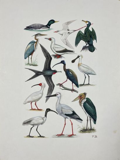 null Paul Barruel
Plate representing waders or Ciconiidae
Monogrammed on the right...