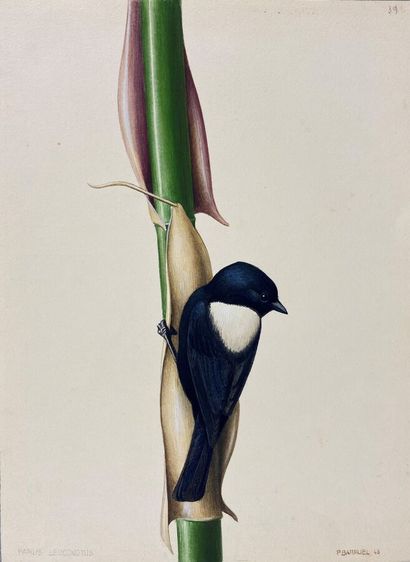 null Paul Barruel
"White-backed Tit" or "Parus leuconotus
Watercolor on paper signed...