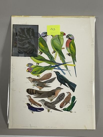 null Paul Barruel
Plate representing various birds including parakeets
Monogrammed...