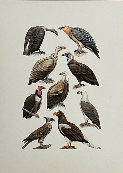 Paul Barruel
Planche représentant diers oiseaux...