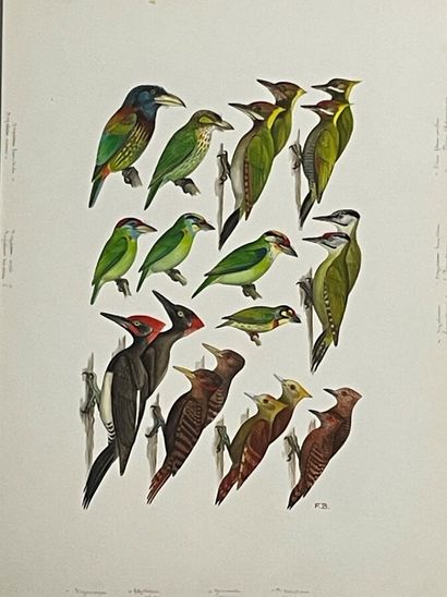 null Paul Barruel
Planche représentant divers oiseaux
Monogrammée à droite (avec...