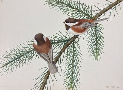 null Paul Barruel
"Chestnut-backed Chickadee" or "Poecile rufescens
Watercolor on...