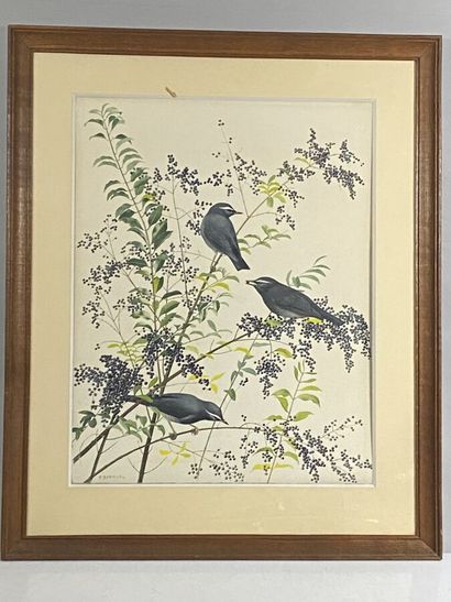 null Paul Barruel
"Siberian thrush" or "Zoothera siberica
Watercolor on paper signed...