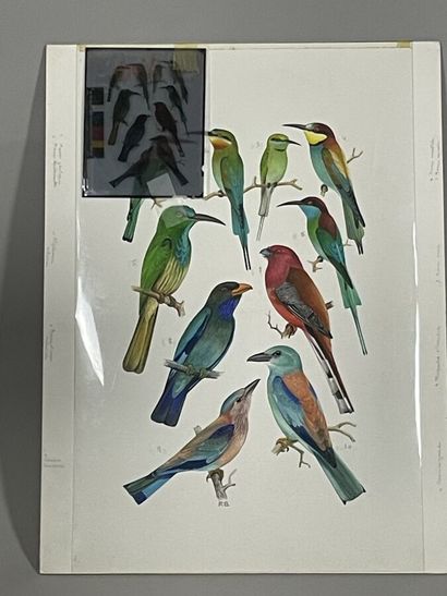 null Paul Barruel
Planche représentant divers oiseaux
Monogrammée à droite (avec...