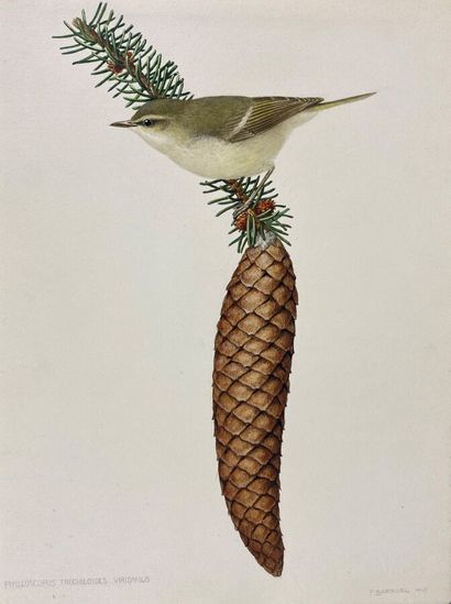 null Paul Barruel
"Greenish Warbler" or "Phylloscopus trochiloides
Watercolor on...