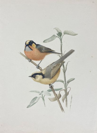 null Paul Barruel
"Blyth's tit" or "Aegithalos iouschistos
Watercolor on paper
24...