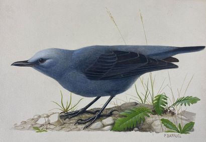 null Paul Barruel
"Blue Monticola" or "Monticola solitarius
Watercolor on paper signed...