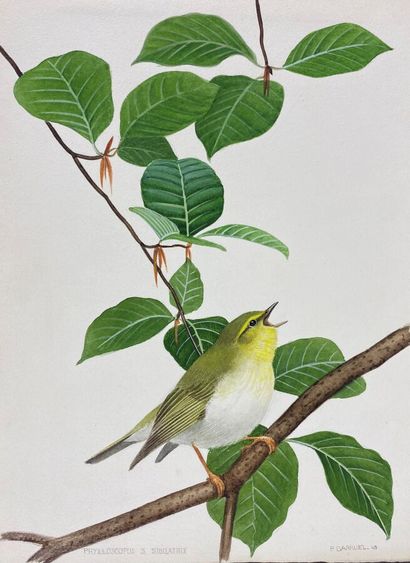 null Paul Barruel
"Sifleur Warbler" or "Phylloscopus sibilatrix
Watercolor on paper...