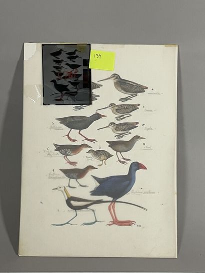 null Paul Barruel
Planche représentant divers oiseaux dont Gallinex
Monogrammée à...