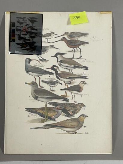 null Paul Barruel
Planche représentant divers oiseaux dont Vanelle
Monogrammée à...