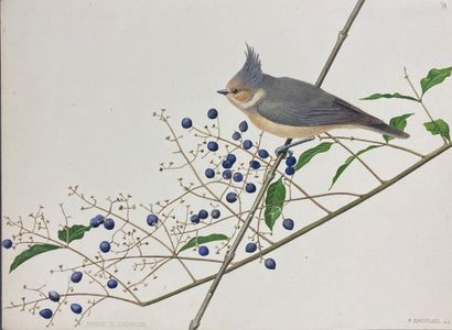 null Paul Barruel
"Birch Chickadee" or "Lophophanes dichrous"
Watercolor on paper...