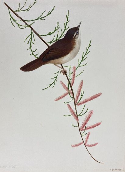 null Paul Barruel
"Cetti's Bush-Warbler" or "Cettia cetti
Watercolor on paper signed...