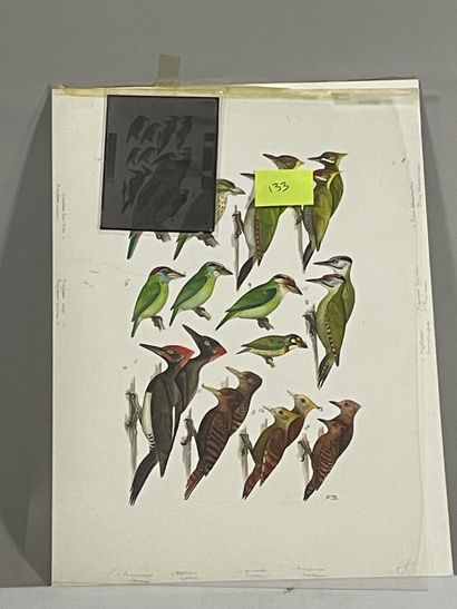 null Paul Barruel
Plate representing various birds
Monogrammed on the right (with...