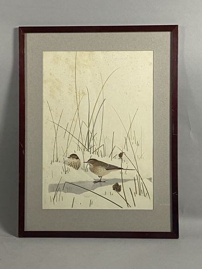 null Paul Barruel
"Pipit spioncielle" or "Anthus spinoletta
Watercolor on paper signed...