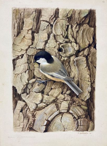null Paul Barruel
"Black-capped Chickadee" or "Poecile atricapillus
Watercolor on...