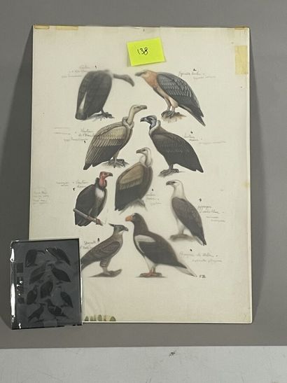 null Paul Barruel
Plate representing several birds including vultures
Monogrammed...