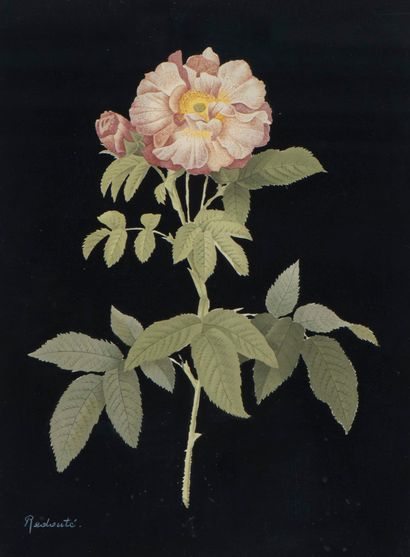  Pierre-Joseph REDOUTÉ (1759-1840), 'Rose sauvage', lithographie couleur sur champ... Gazette Drouot