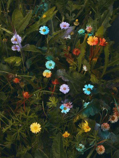 Florent TANET Colorful daisies, 2022

Photographie

Impression papier fine art Baryté

40...