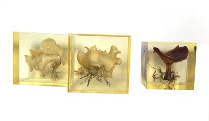 VINTAGE VINTAGE
Ensemble comprenant 3 inclusions en résine à décor de champignons...