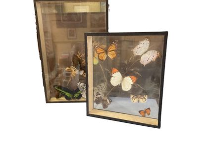 null Quatre boites entomologiques vitrées comprenant des papillons 

H. cm

(Des...