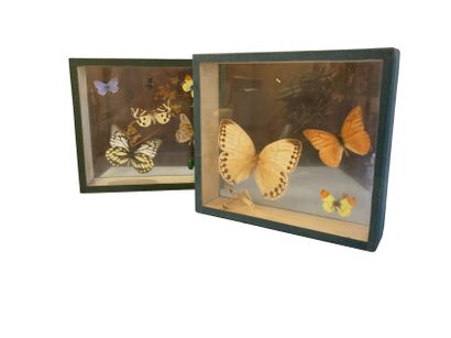 null Quatre boites entomologiques vitrées comprenant des papillons 

H. cm

(Des...