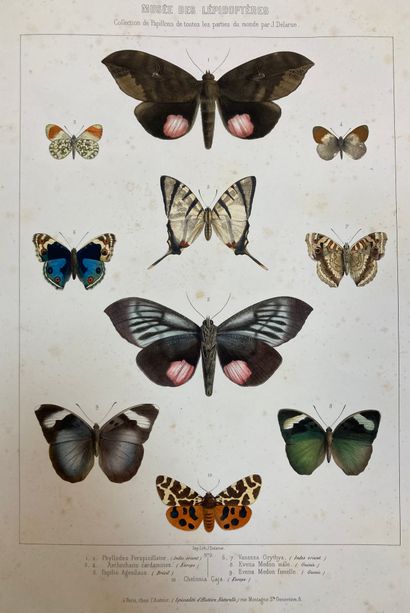 null DELARUE (J) 
Musée de Lepidoptères. Collection de papillons de toutes les parties...