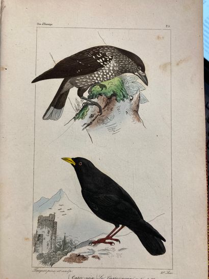 null LEMAIRE (C. -L)
Histoire Naturelle des oiseaux d'Europe figures peintes d'après...
