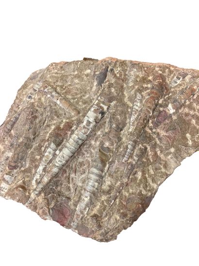 null Orthocère seche fossilisé
H. 41 cm
