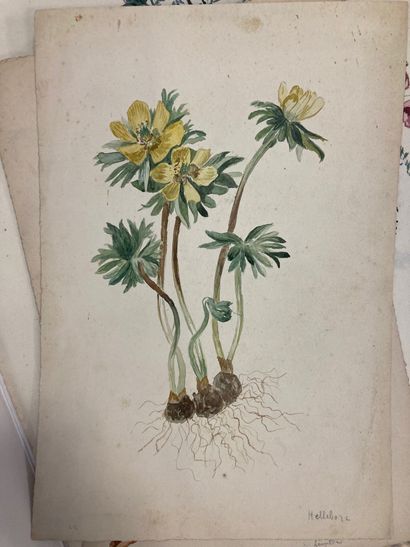 null Botanique
Réunion de 8 gouaches du XIXème siècle in4 petites rousseurs en marge...