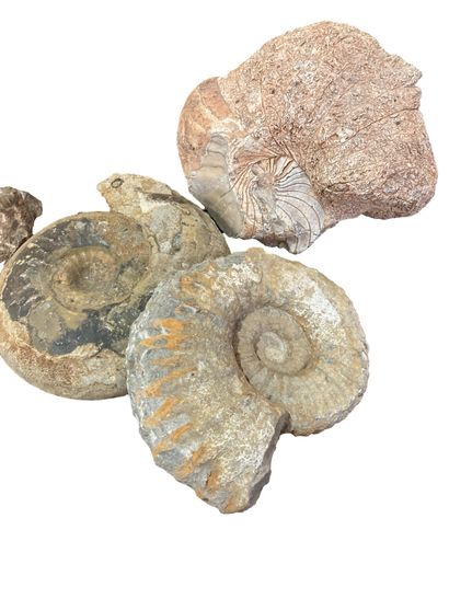 null Ensemble de trois ammonites fossiles
D. 18, 19, 21 cm