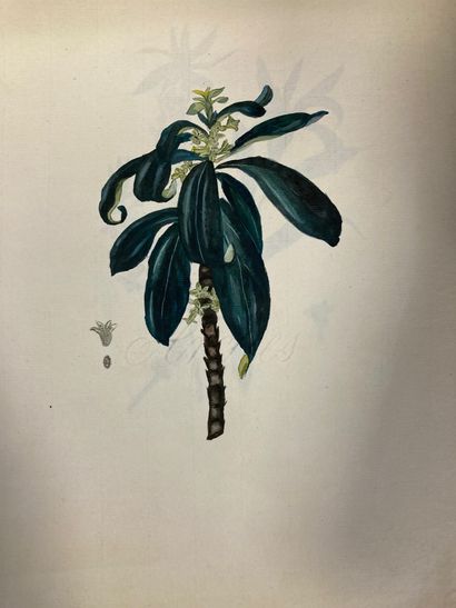 null Botanique
Réunion de 8 gouaches du XIXème siècle in4 petites rousseurs en marge...