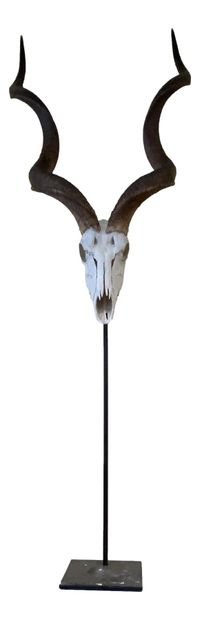 null Greater Kudu massacre mounted on a forged metal base
H. 202 cm (with stand)
H....