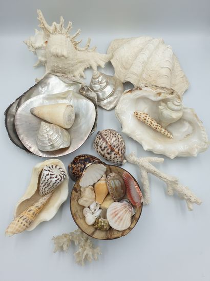 null Lot of shells including clams, mother-of-pearl shells, nautilus, hard stones...