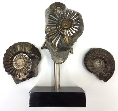 null Three pyrite ammonite fossils, one mounted on a base 
7 (11.5 with base) x 4.5...