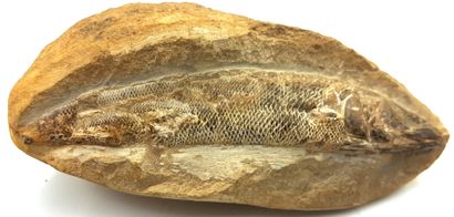 null Fish fossil 
6 x 15 x 3 cm