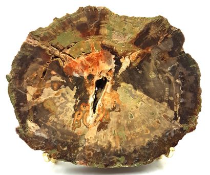 null Fossilized wood slice 
9.5 x 11 x 1 cm