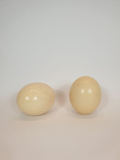 null Two ostrich eggs
H. 14 & 15 cm approx.