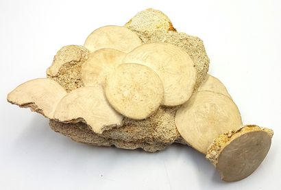 null Concretion of seven fossilized sea urchins and a separate fossilized sea urchin...