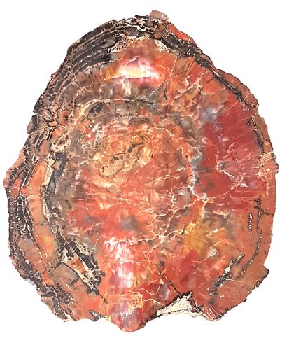 null Very large slice of fossilized wood
5 x 40 x 37 cm
Weight : 15 kg approx.