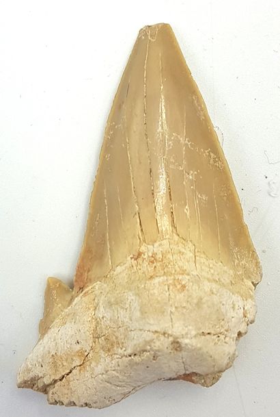 null Fossilized otodus obliquus tooth
6 x 4.5 cm