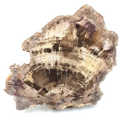 null Large slice of fossilized wood
26 x 32 cm