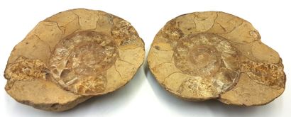 null Fossilized ammonite in two parts 
7 x 8 x 3 cm